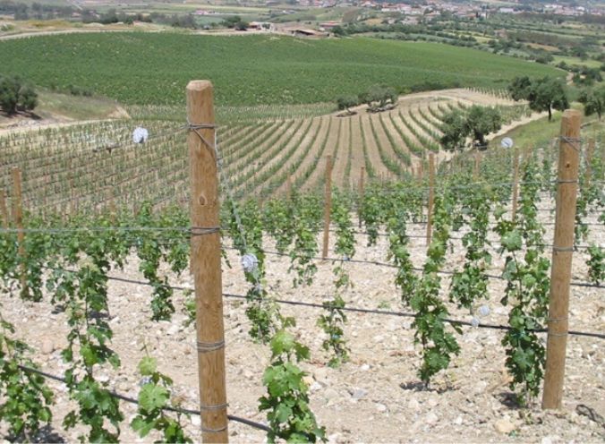 berti-impianti di irrigazione per l’agricoltura a goccia e a pioggia.jpg